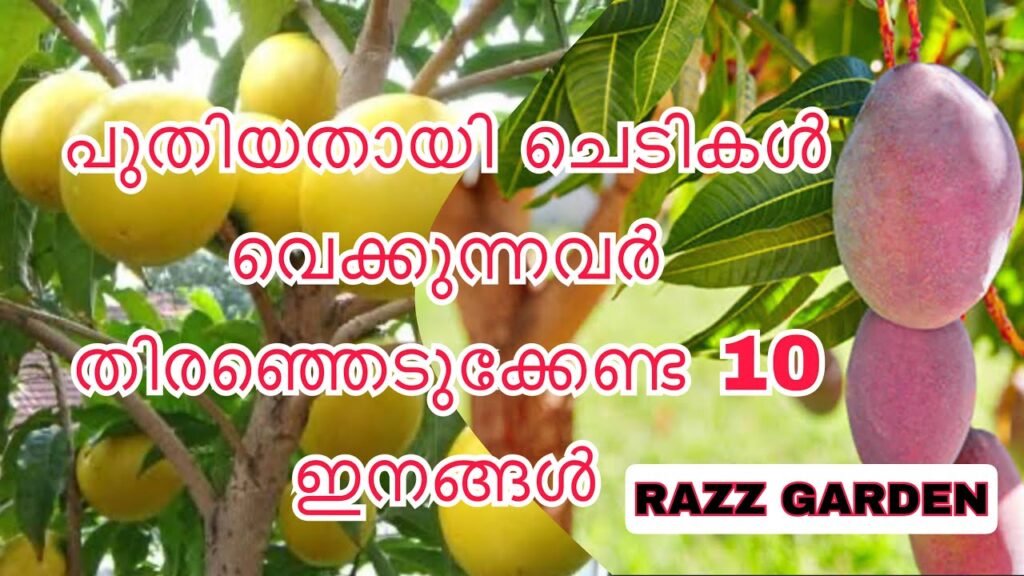10 fruit varieties to be planted for new gardeners | പുതിയതായി വെക്കുന്നവർ തിരഞ്ഞെടുക്കേണ്ട 10 ഇനങ്ങൾ
