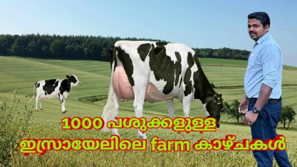 1000 പശുക്കളുള്ള ഇസ്രായേൽ farm കാഴ്ചകൾ