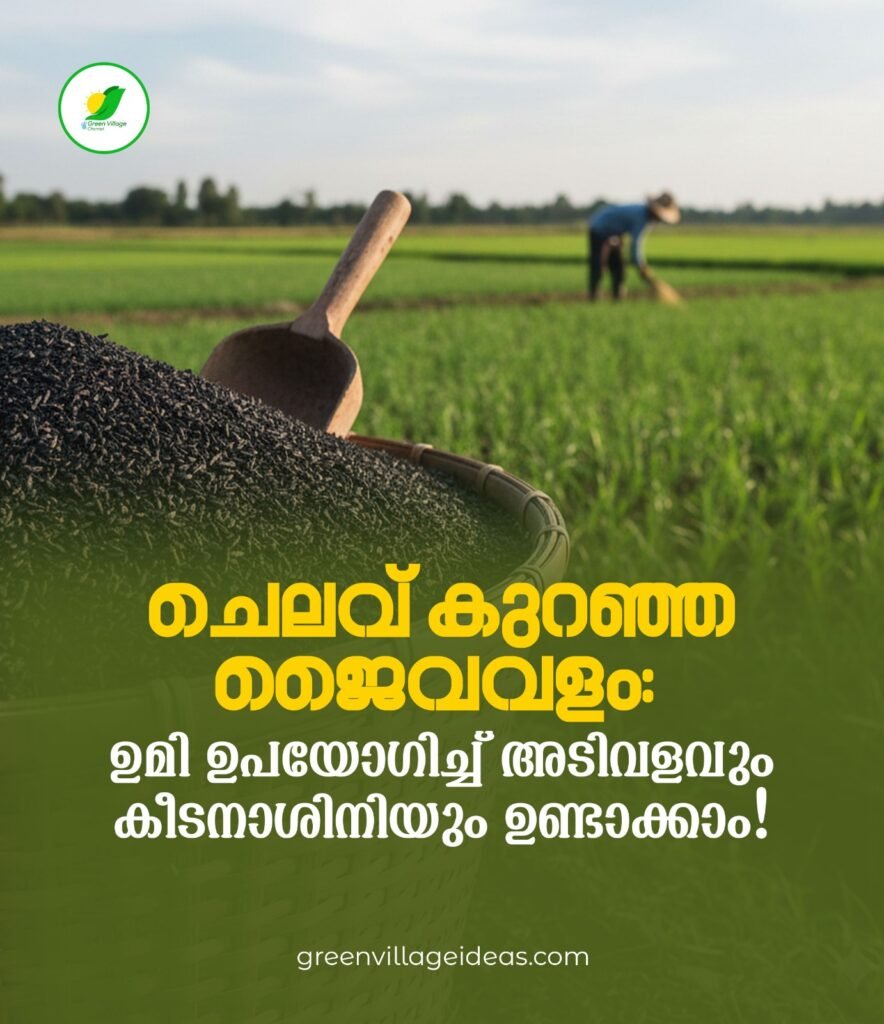 ചെലവ് കുറഞ്ഞ ജൈവവളം: ഉമി ഉപയോഗിച്ച് അടിവളവും കീടനാശിനിയും ഉണ്ടാക്കാം! 1000080459 884x1024