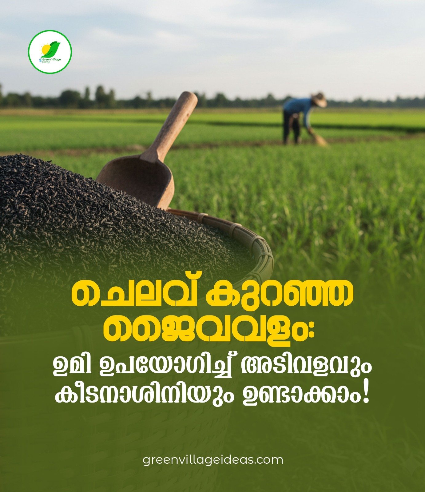ചെലവ് കുറഞ്ഞ ജൈവവളം: ഉമി ഉപയോഗിച്ച് അടിവളവും കീടനാശിനിയും ഉണ്ടാക്കാം! 1000080459