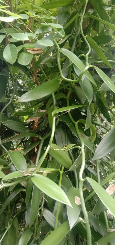Vanilla Plant