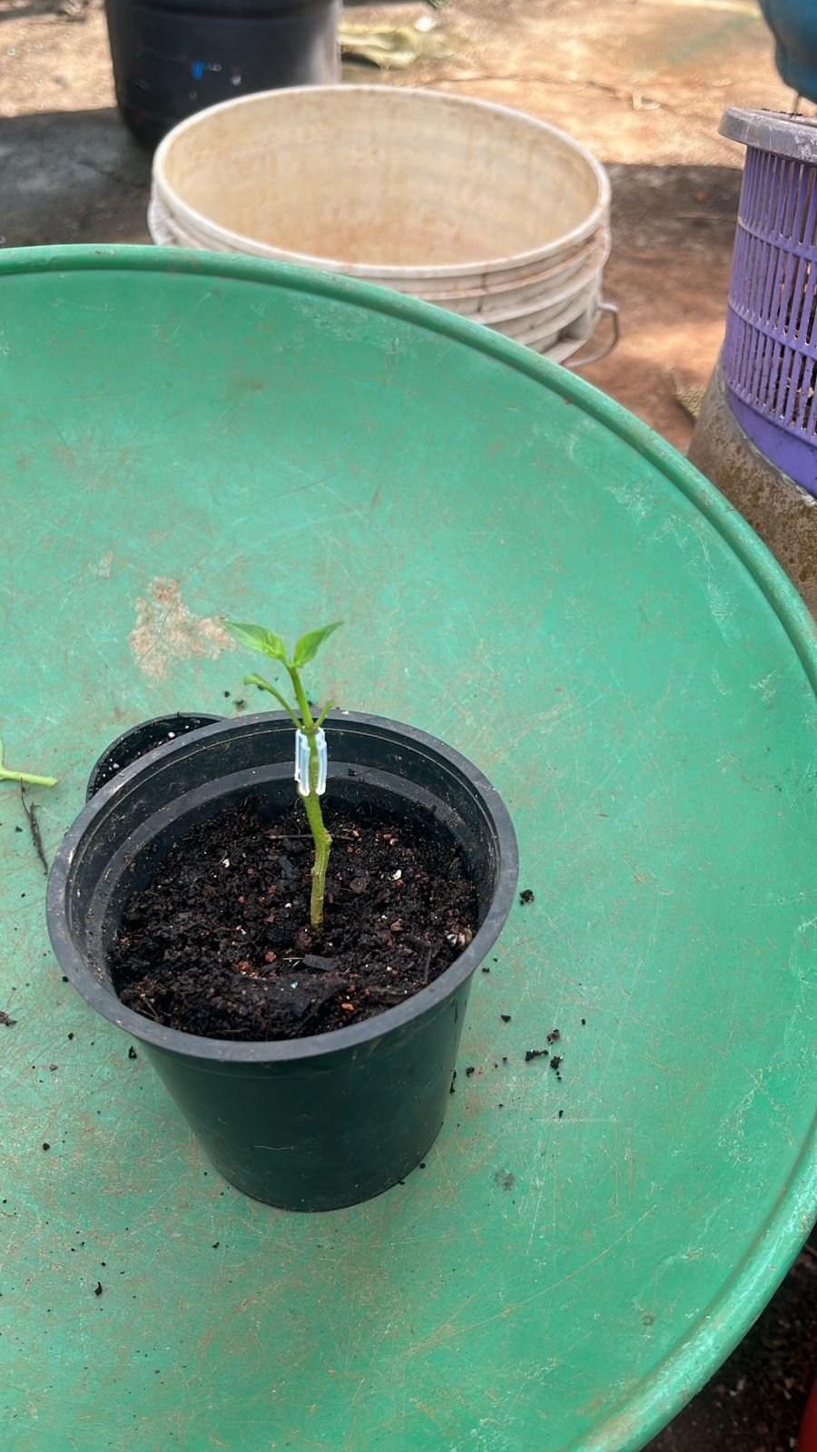 Student Grafting Success