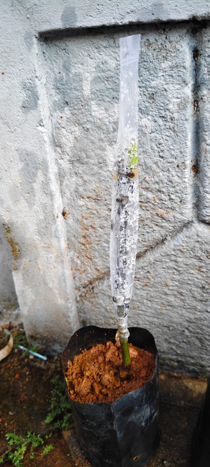 Student Grafting Success