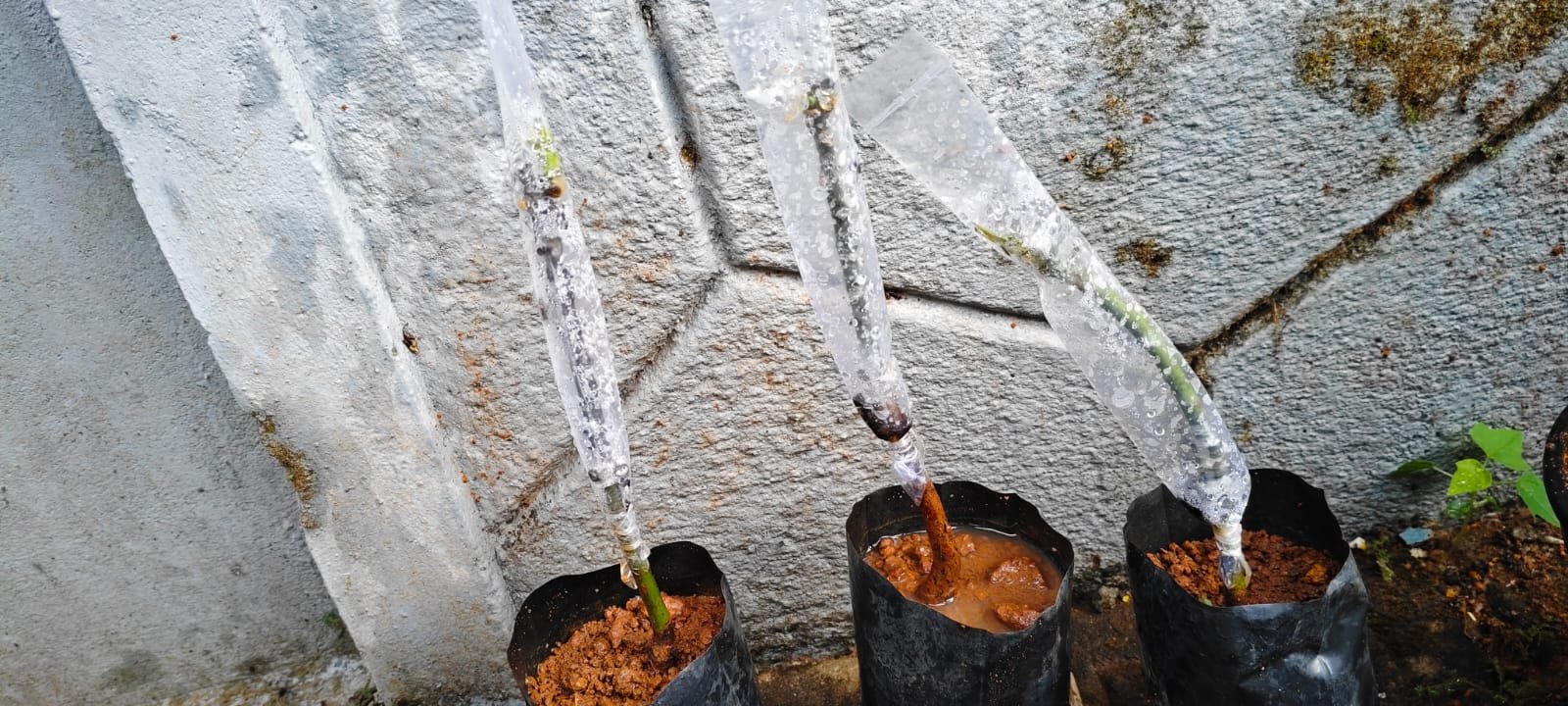 Student Grafting Success