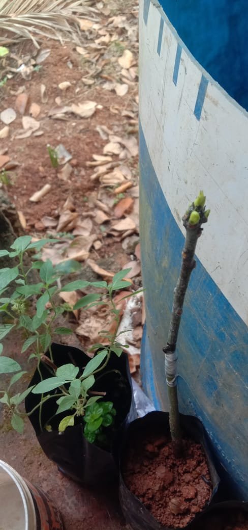 Student Grafting Success