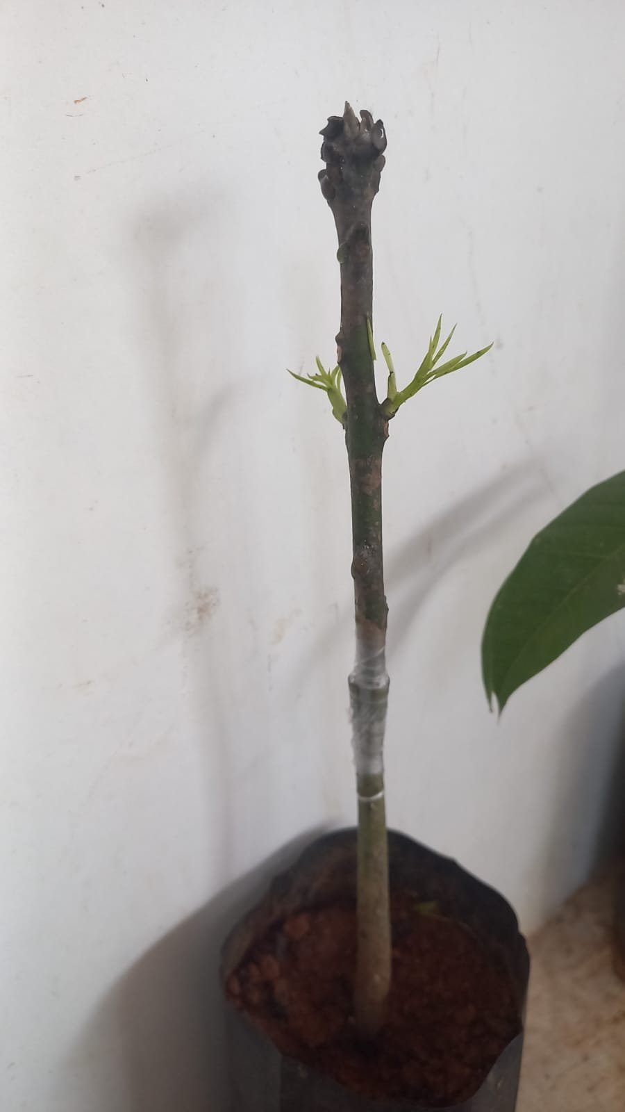 Student Grafting Success
