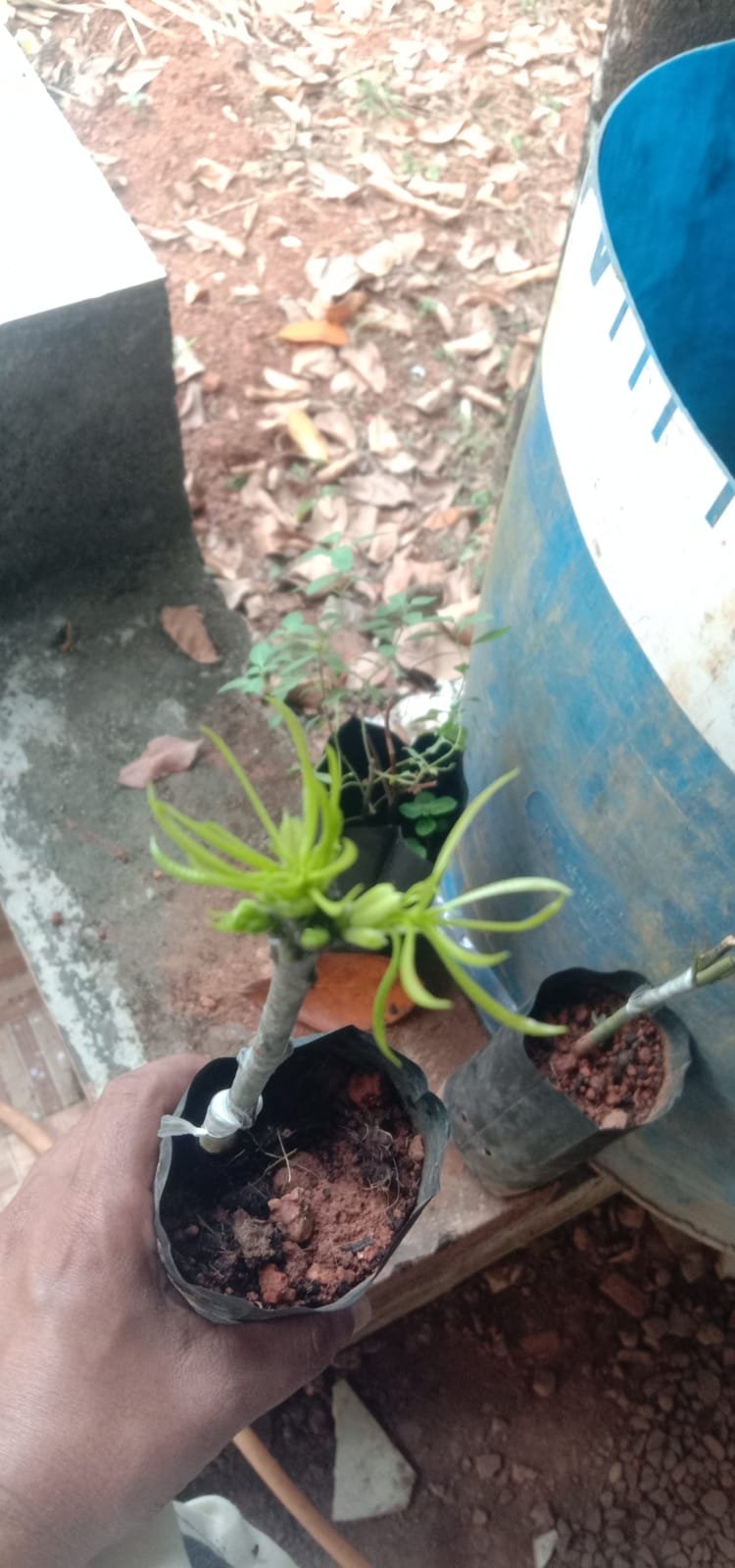 Student Grafting Success