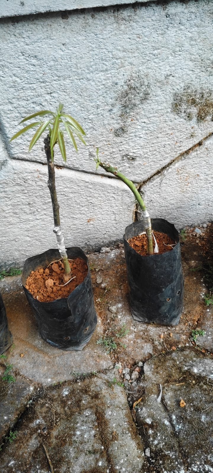 Student Grafting Success