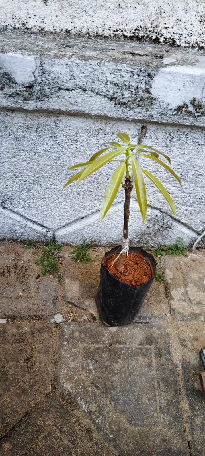 Student Grafting Success