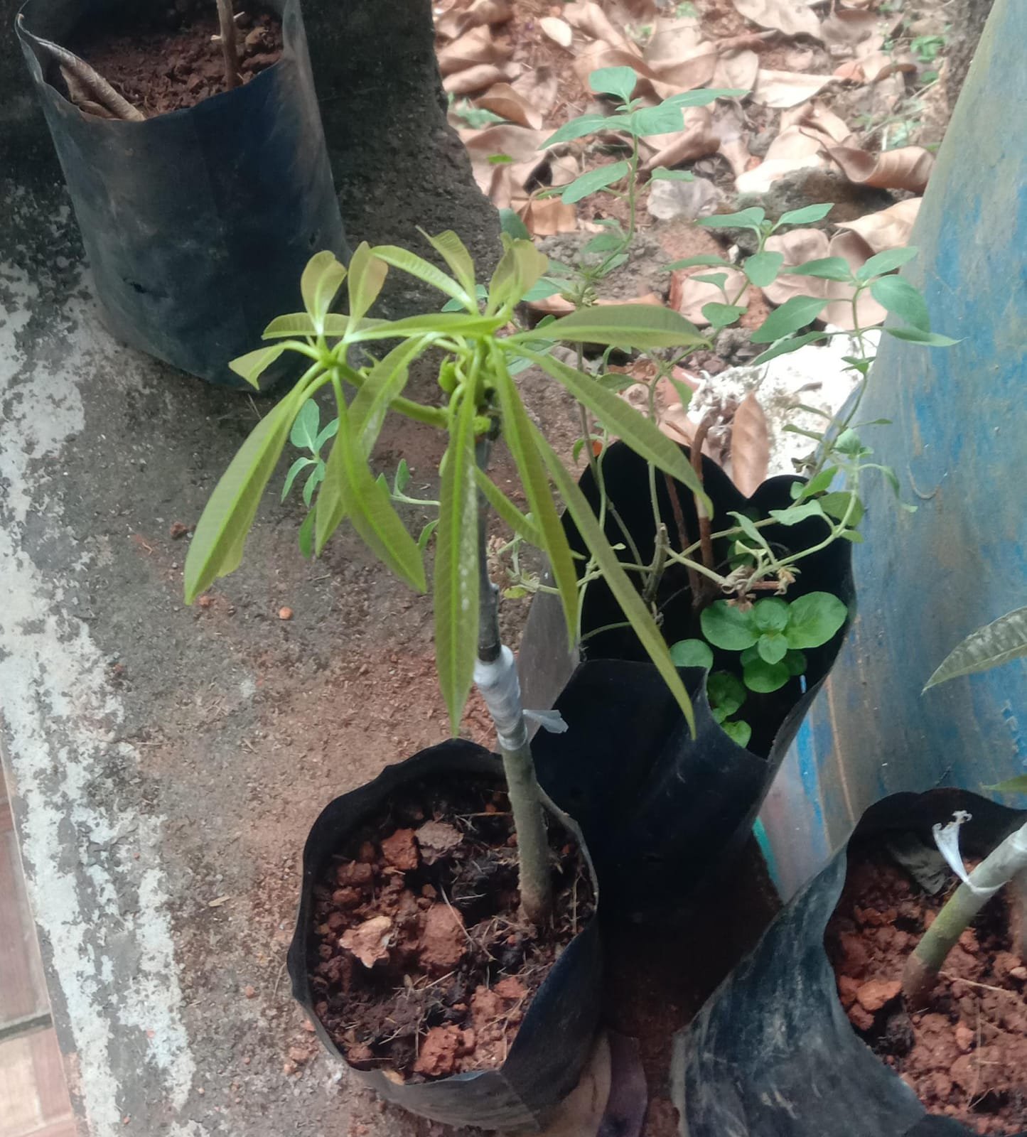 Student Grafting Success
