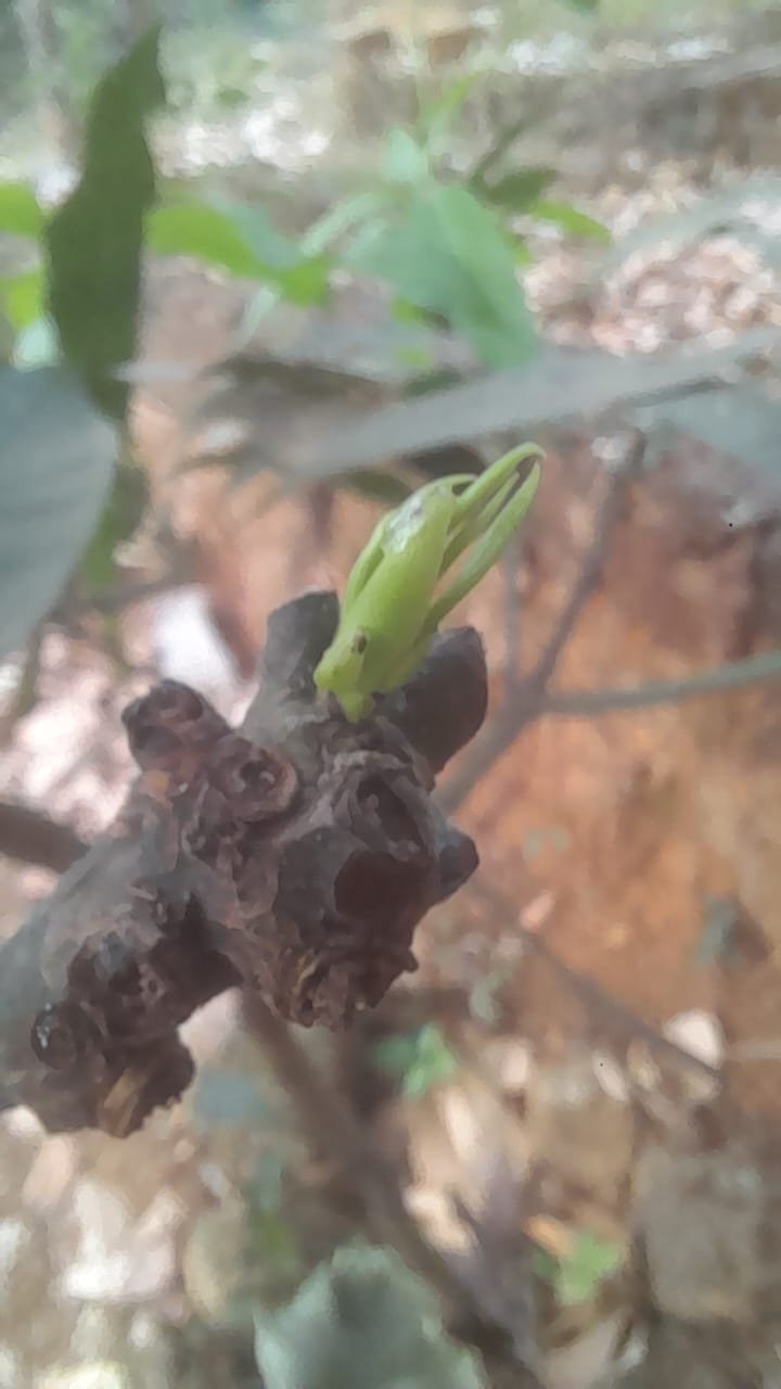 Student Grafting Success