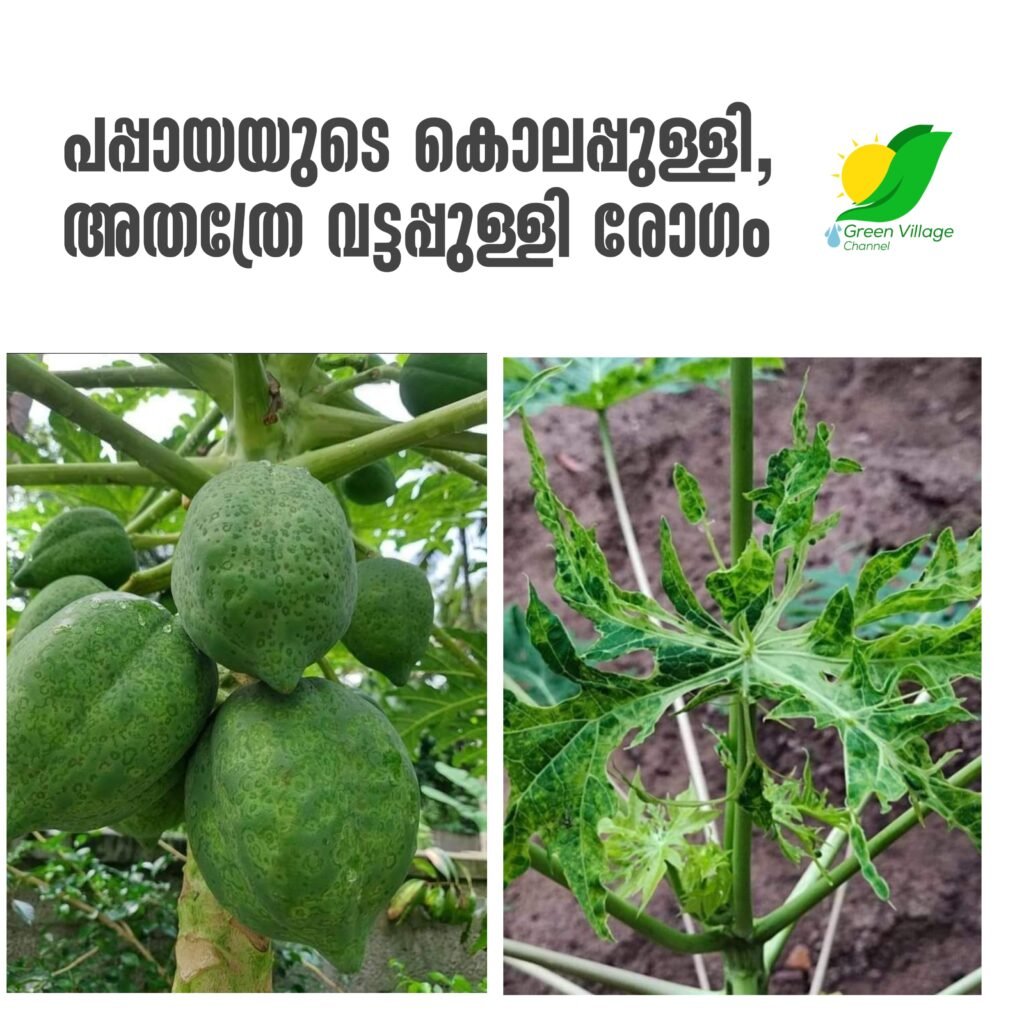 പപ്പായയുടെ കൊലപ്പുള്ളി, അതത്രേ വട്ടപ്പുള്ളി രോഗം 1000395879 1024x1024