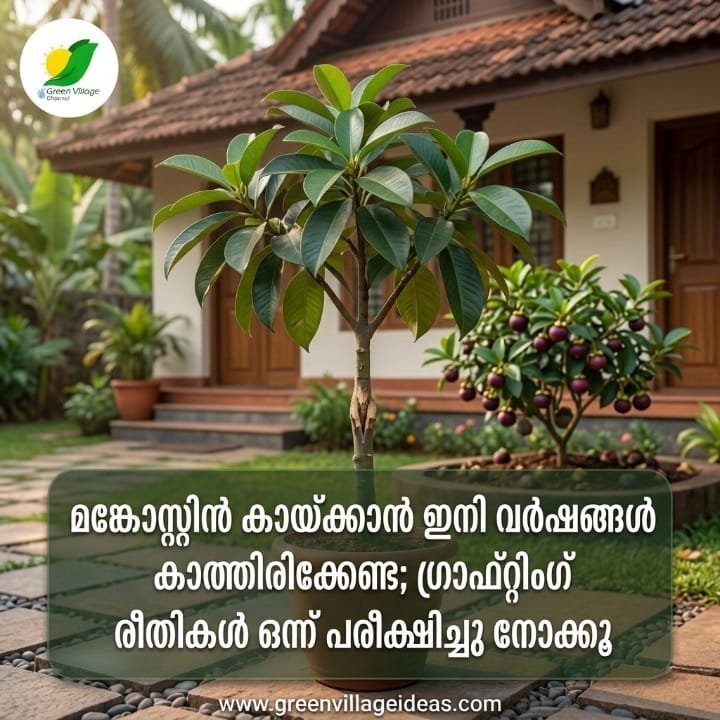 1000641537 1