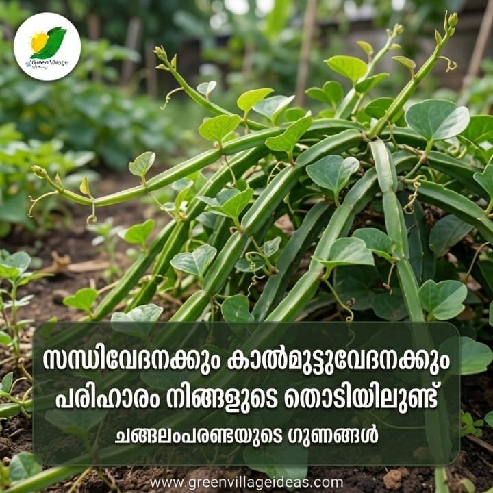 1000645541 1