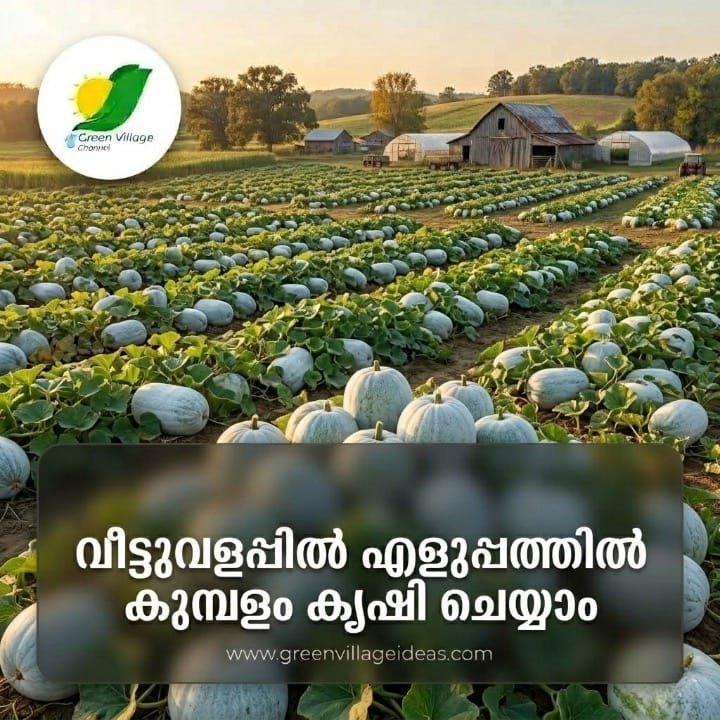 1000695280 1