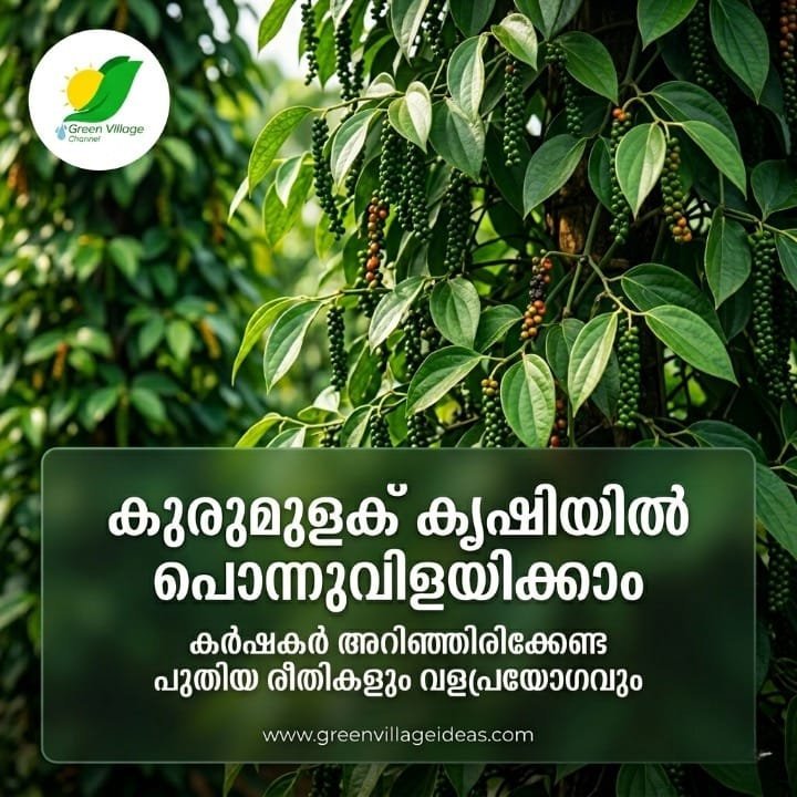 1000713526 1