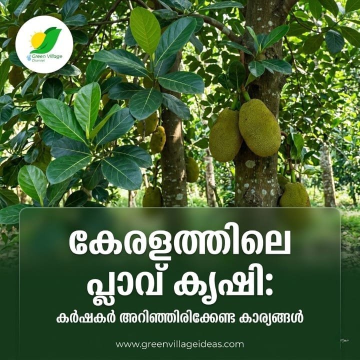 1000713528 1