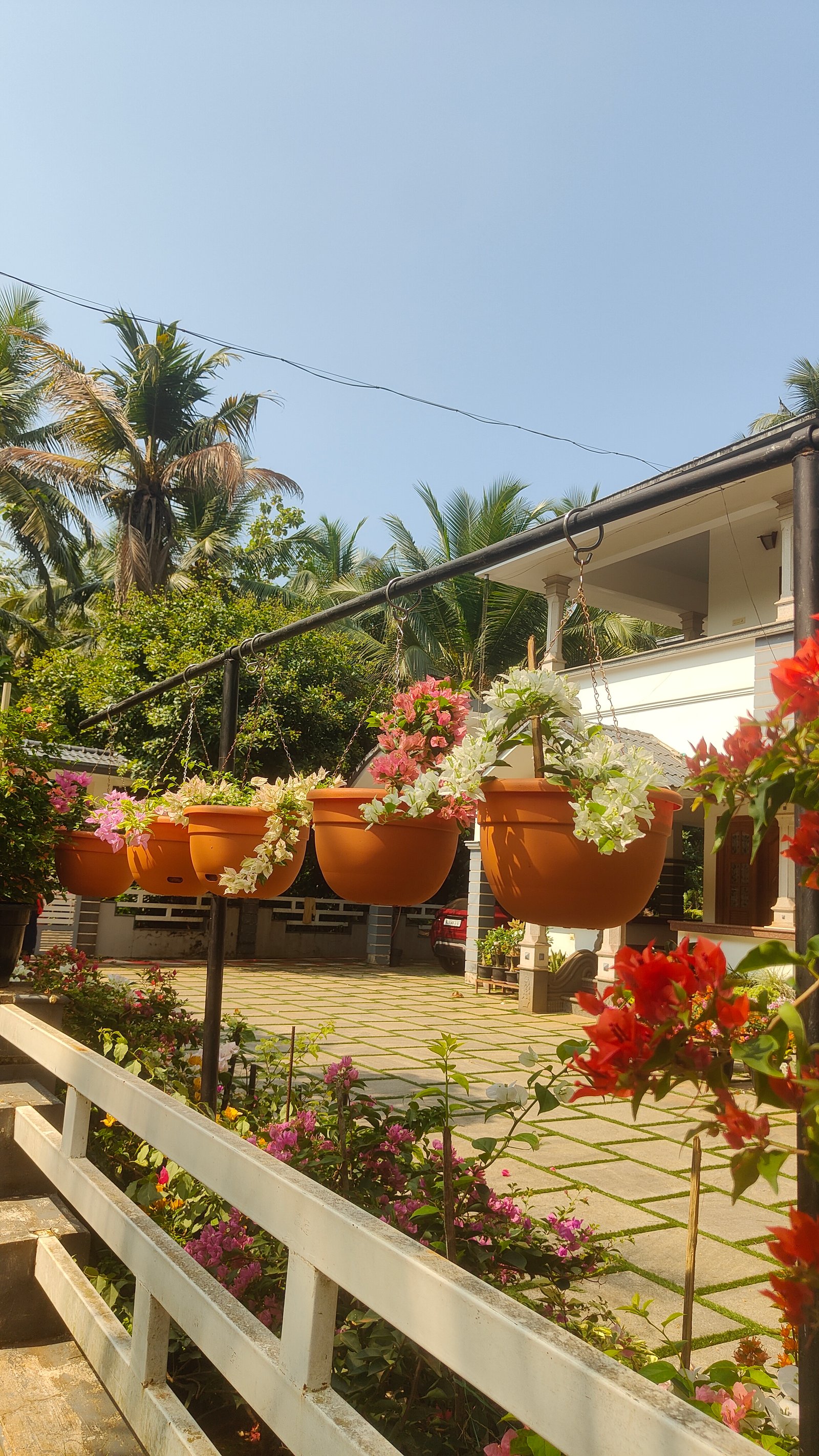 Bougainvillea Hanging Pots Care