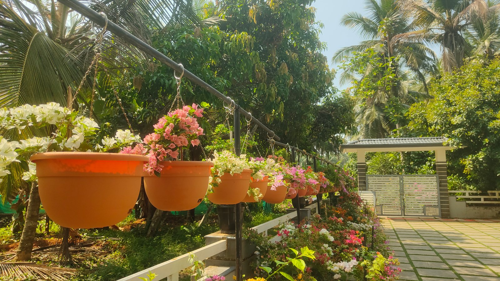 Bougainvillea Hanging Pots