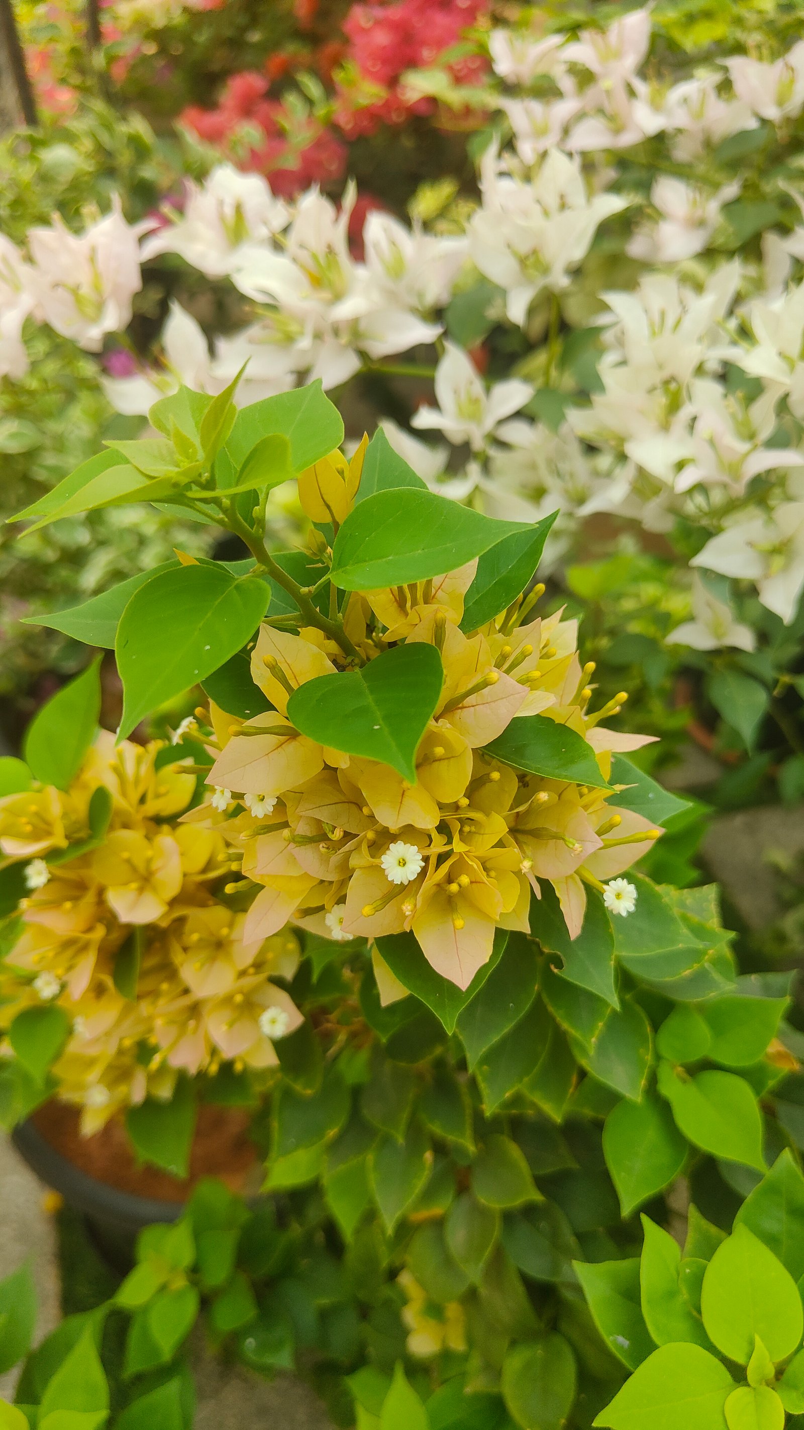 Bougainvillea Varieties
