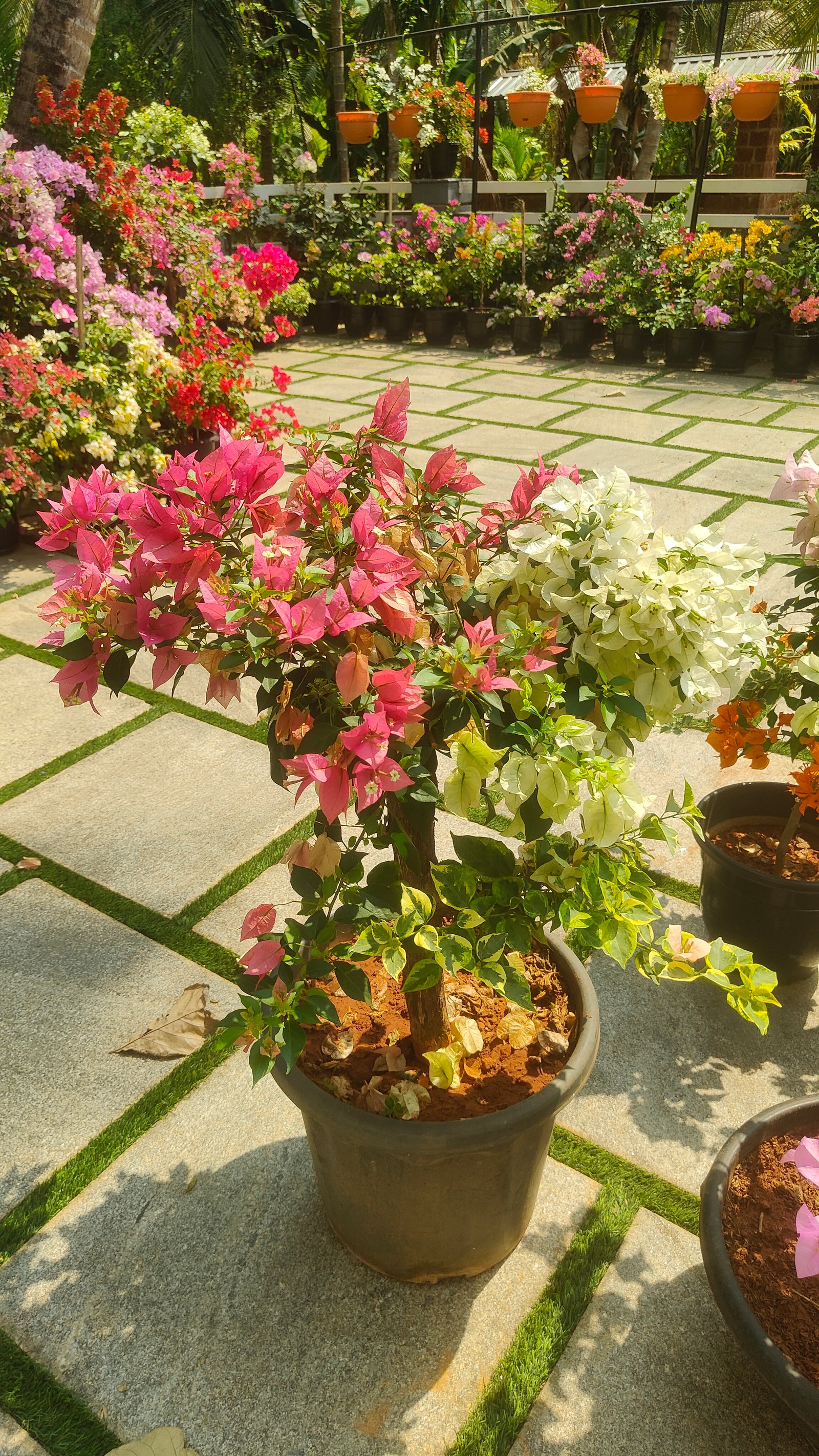 Multi Grafted Bougainvillea