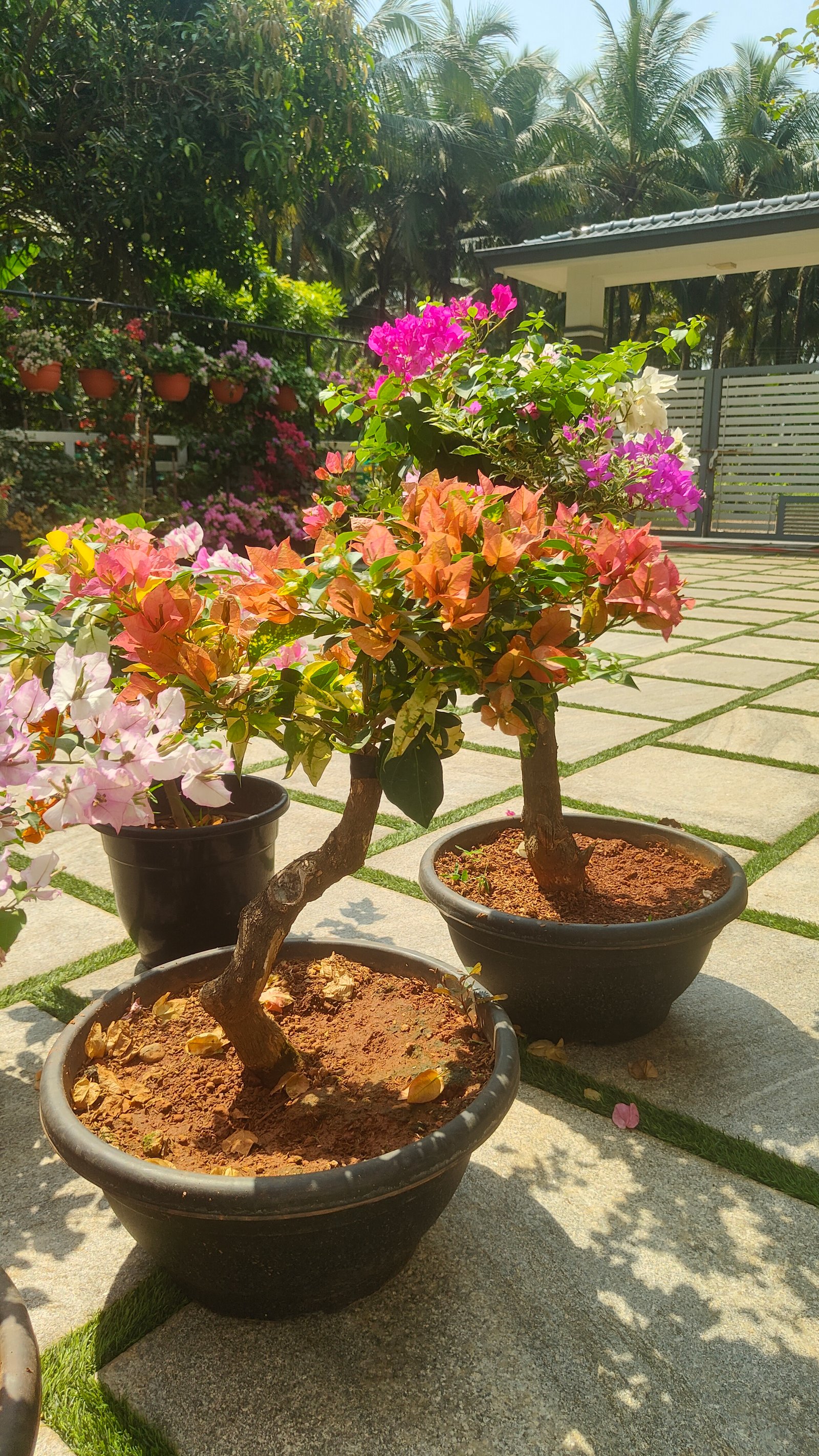 Bonsai Bougainvillea