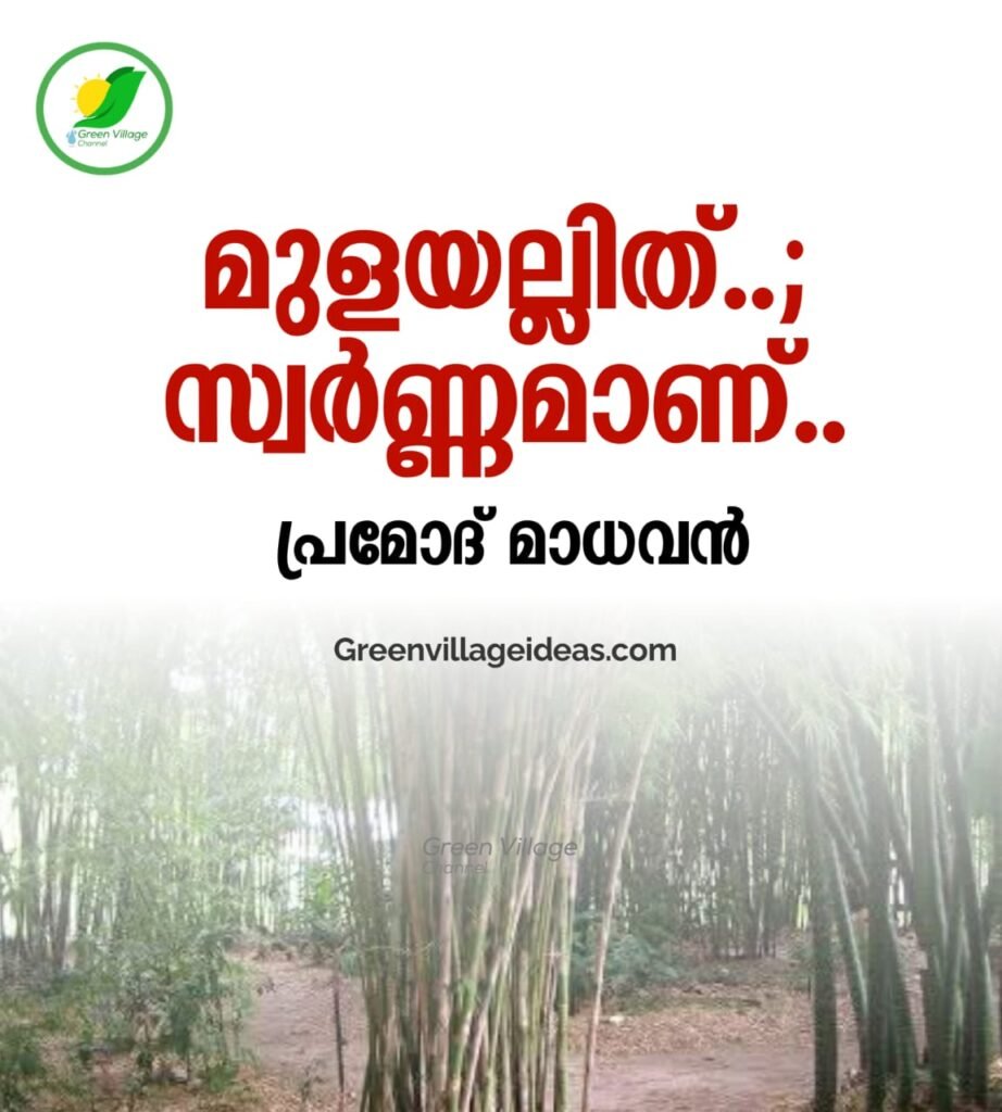 മുളയല്ലിത്... സ്വർണമാണ്.. - പ്രമോദ് മാധവൻ | Pramod Madhavan 1000815128 922x1024