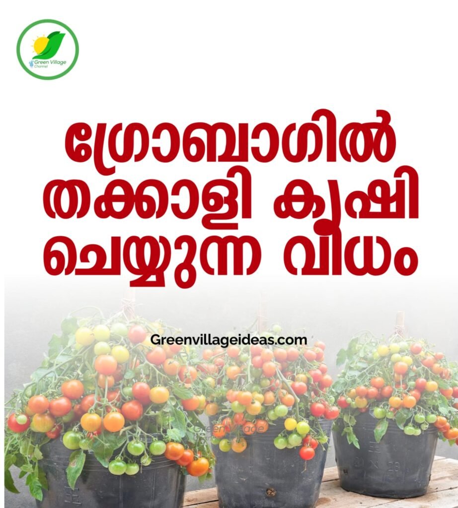 ഗ്രോബാഗിൽ തക്കാളി കൃഷി ചെയ്യുന്ന വിധം: സമഗ്രമായ വഴികാട്ടി 🍅 1000833440 922x1024