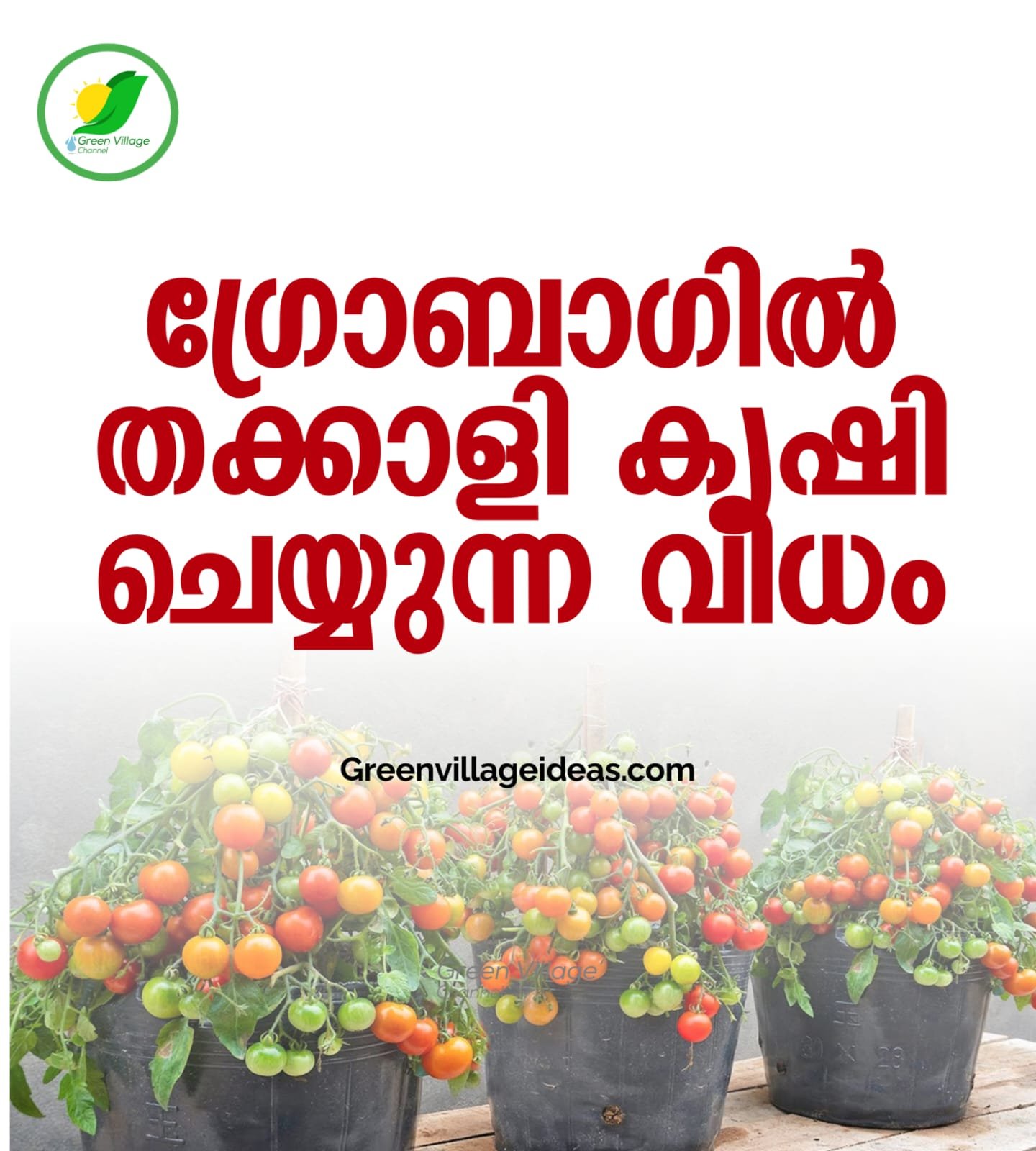 ഗ്രോബാഗിൽ തക്കാളി കൃഷി ചെയ്യുന്ന വിധം: സമഗ്രമായ വഴികാട്ടി 🍅 1000833440