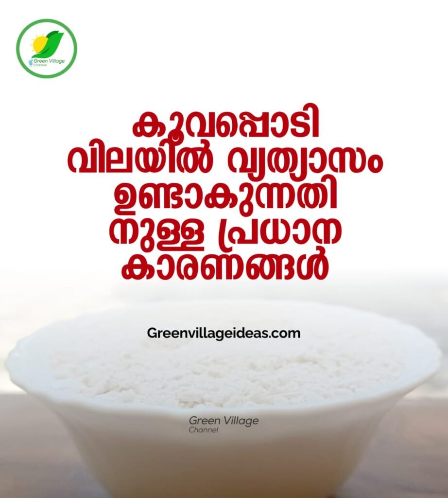 കൂവപ്പൊടി വിലയിൽ വ്യത്യാസം ഉണ്ടാകുന്നതിനുള്ള പ്രധാന കാരണങ്ങൾ 1000843964 922x1024