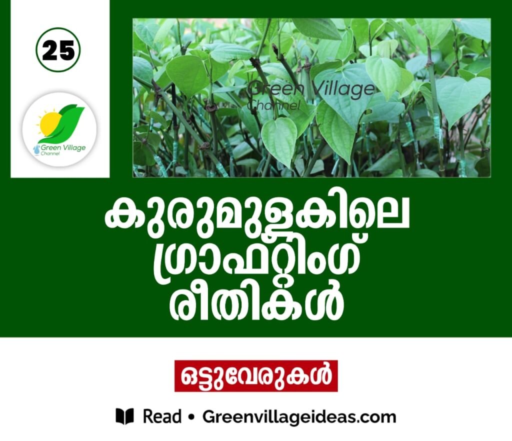 കുരുമുളകി (Piper nigrum) ലെ ഗ്രാഫ്റ്റിംഗ് രീതികൾ 1000860546 1024x882