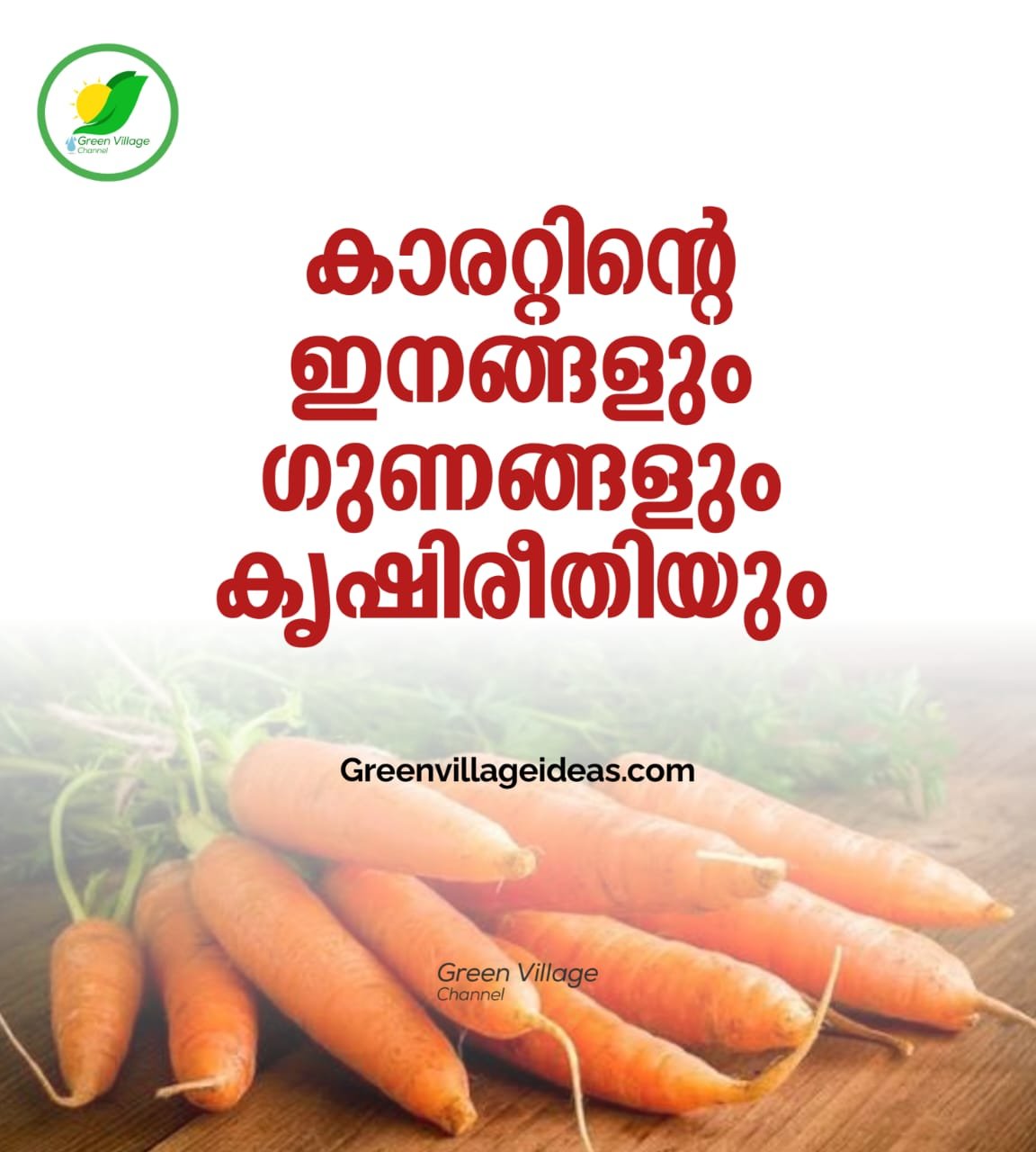 കാരറ്റിന്റെ വിവിധ ഇനങ്ങളും ഗുണങ്ങളും കൃഷിരീതിയും അറിയാം 1000872796