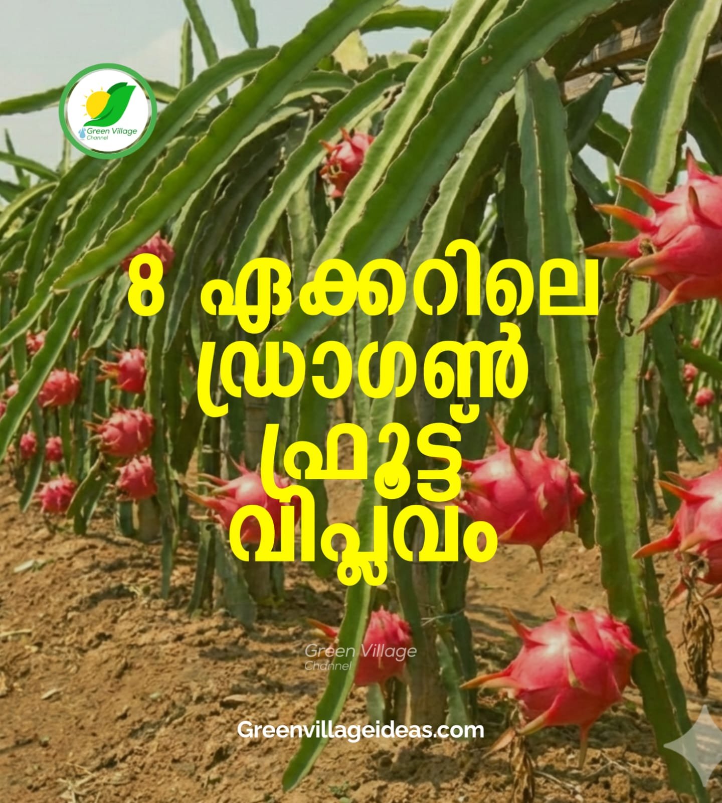 മുപ്പത് സെന്റിൽ നിന്നാരംഭിച്ച വലിയ സ്വപ്നം; 8 ഏക്കറിലെ ഡ്രാഗൺ ഫ്രൂട്ട് വിപ്ലവം | Dragon Fruit Success Story Kerala 1001061238