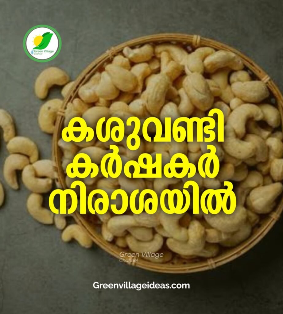 കശുവണ്ടി വിളവെടുപ്പ് കാലത്ത് തറവില നിശ്ചയിക്കാതെ സർക്കാർ; നിരാശയിൽ കർഷകർ | Cashew farmers 1001064971 1 922x1024