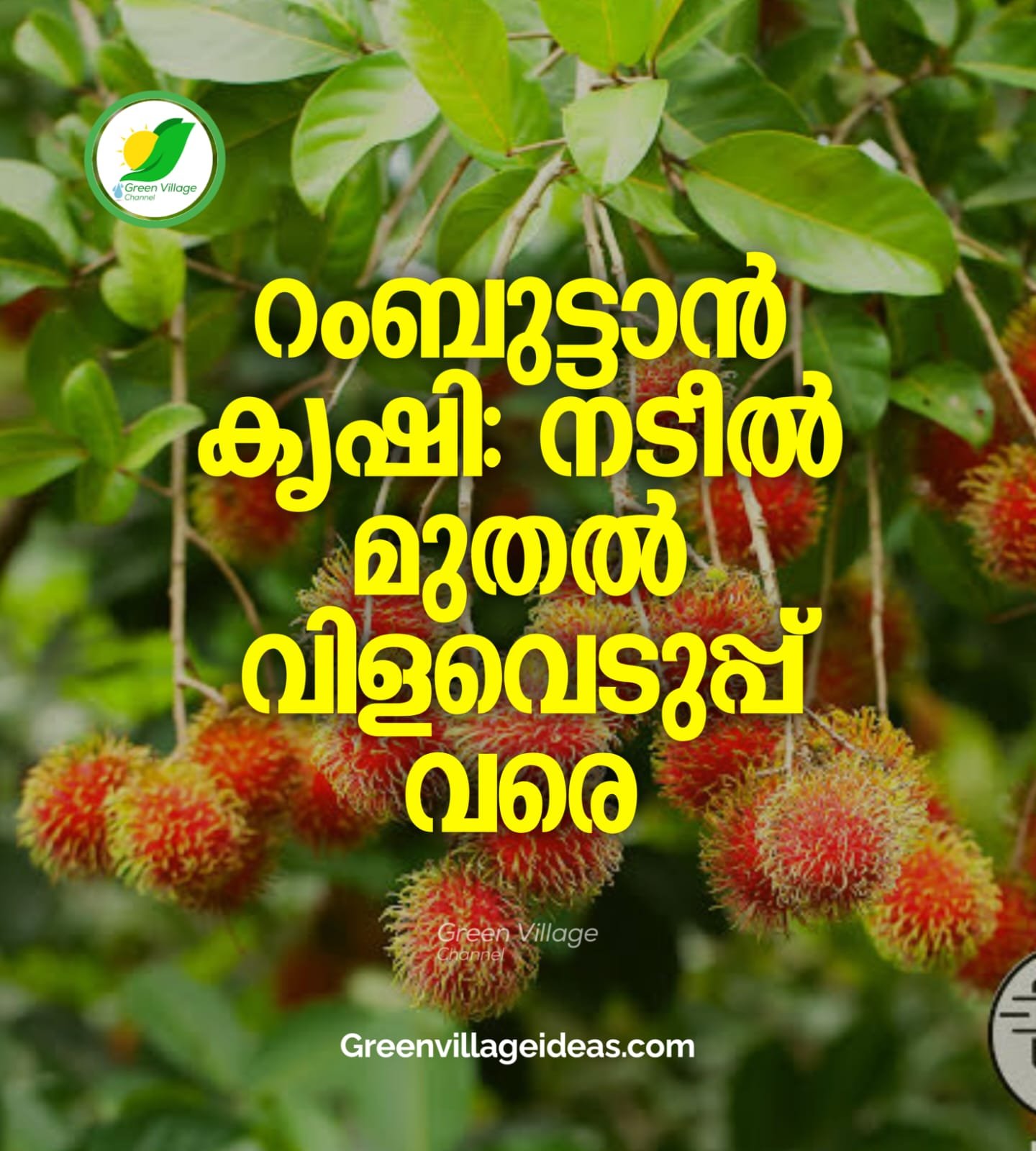 റംബുട്ടാൻ കൃഷി: നടീൽ മുതൽ വിളവെടുപ്പ് വരെ അറിഞ്ഞിരിക്കേണ്ട പൂർണ്ണ വിവരങ്ങൾ | Rambutan Farming in Kerala 1001085427