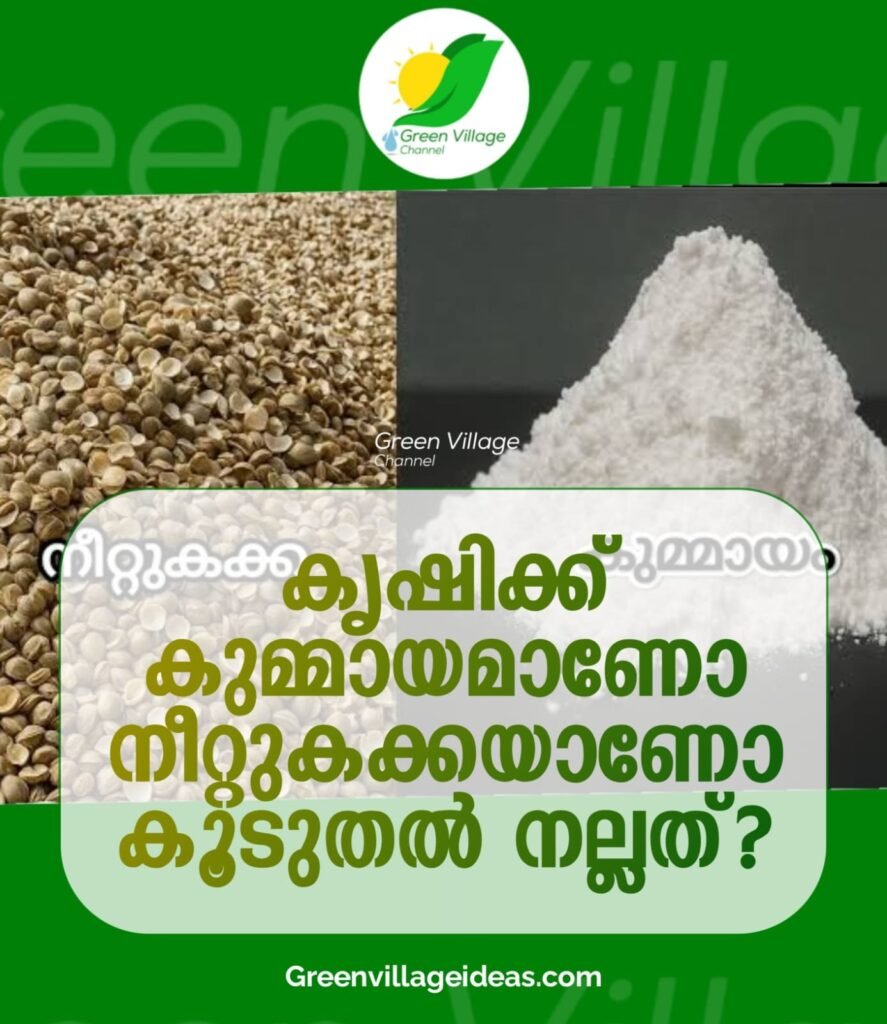 കൃഷിക്ക് കുമ്മായമാണോ നീറ്റുകക്കയാണോ കൂടുതൽ നല്ലത്? കർഷകർ അറിഞ്ഞിരിക്കേണ്ട കാര്യങ്ങൾ | Lime vs Shell Lime in Agriculture 1001108754 1 887x1024