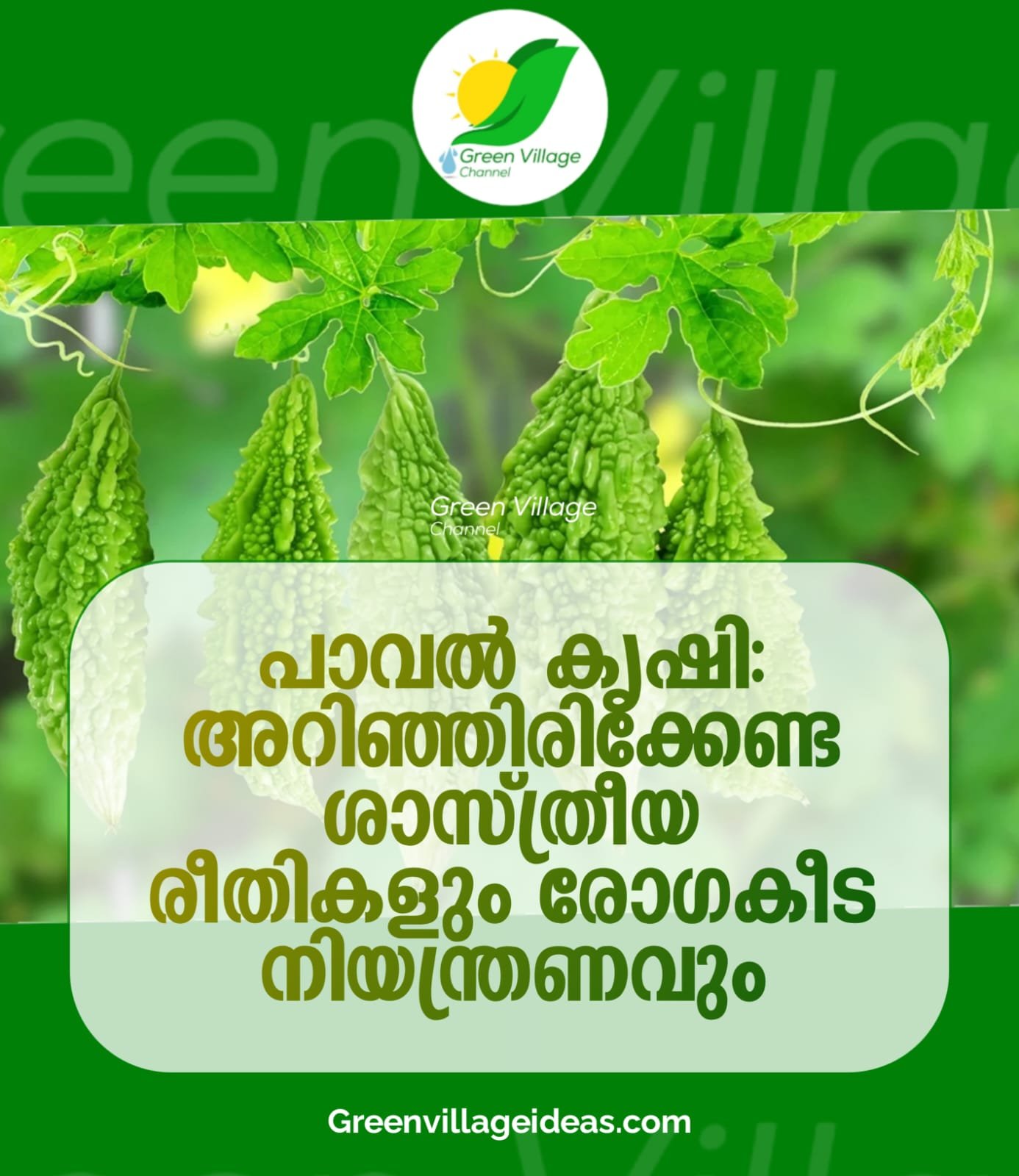 പാവൽ കൃഷി: നൂറുമേനി വിളവെടുക്കാൻ അറിഞ്ഞിരിക്കേണ്ട ശാസ്ത്രീയ രീതികളും രോഗകീട നിയന്ത്രണവും | Bitter Gourd Farming 1001133951