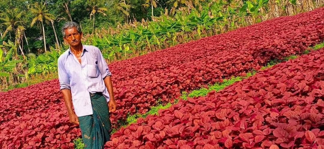 വ്ളാത്താങ്കരചീര ഒരു നാടിൻ്റെ കണ്ടെത്തൽ | SK. ഷിനു 1001658472