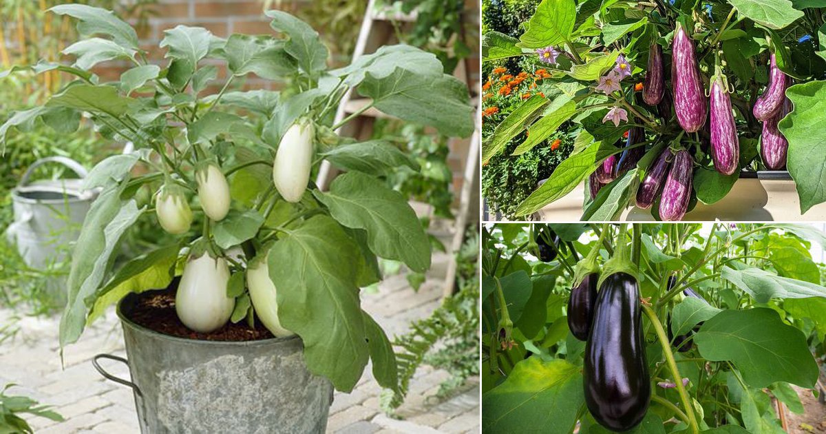 15 Best Eggplant Varieties You Should Grow In Garden2