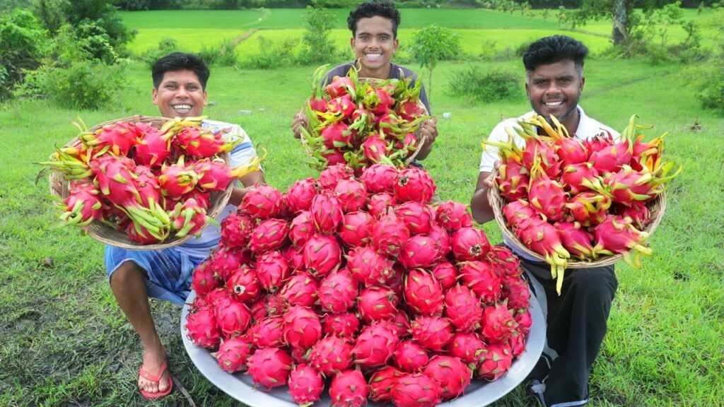 150kg dragon fruit | homemade dragon fruit jam recipe | village food