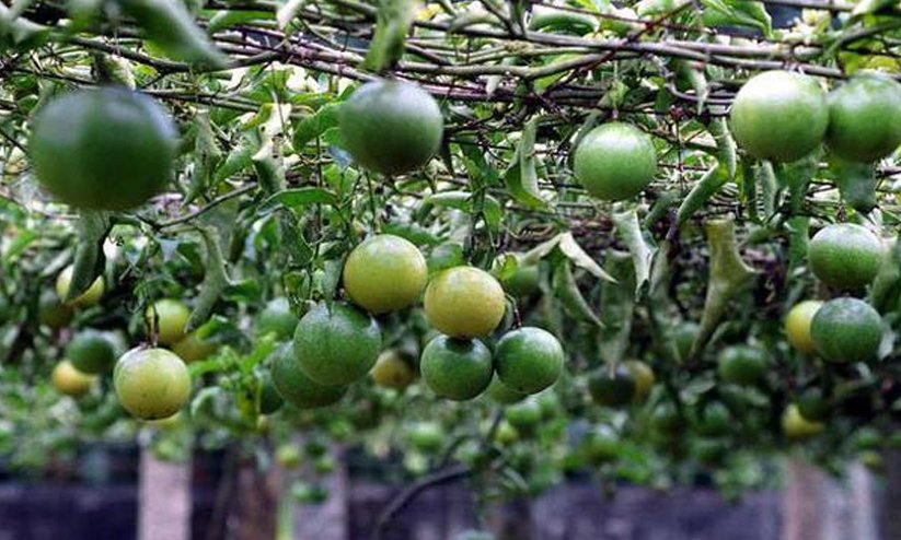 1797909 Passion Fruit 7286756r