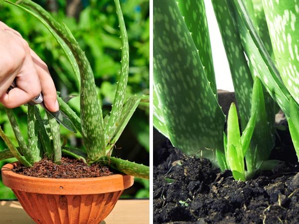 26 Aloeveraplant 1645017246