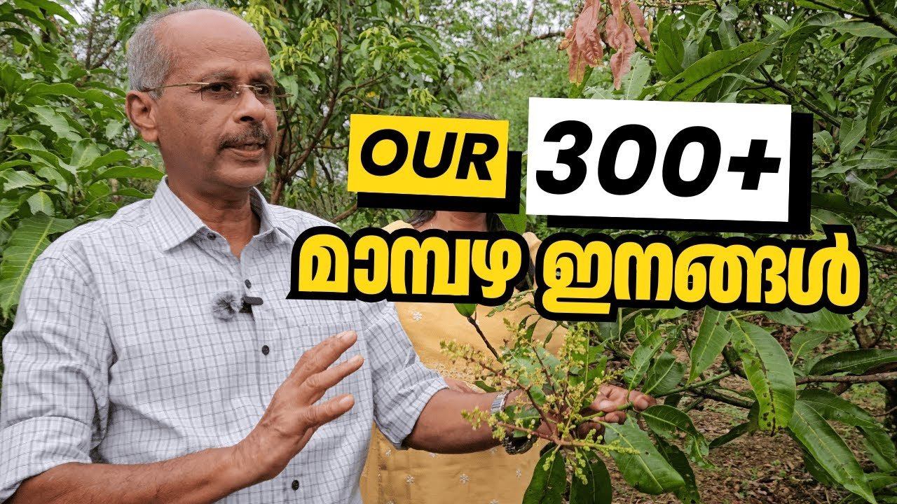 300 ൽ അധികം മാമ്പഴ വൈവിധ്യങ്ങൾ: part 1| rare & delicious mangoes from our farm | dr johny thomas