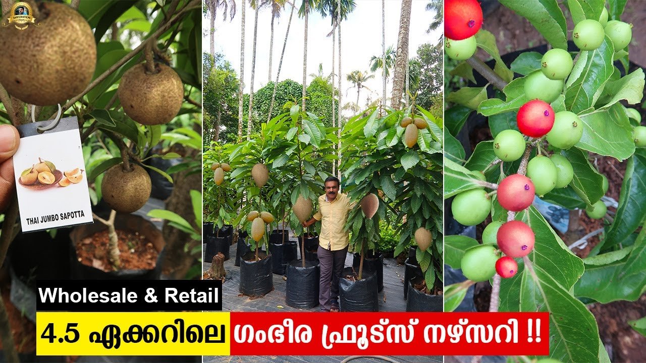 4.5 ഏക്കറിലെ ഗംഭീര ഫ്രൂട്ട്സ് നഴ്സറി | fruits nursery