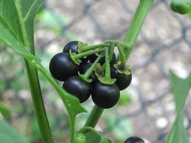 640px Solanum Nigrum Fruit Black