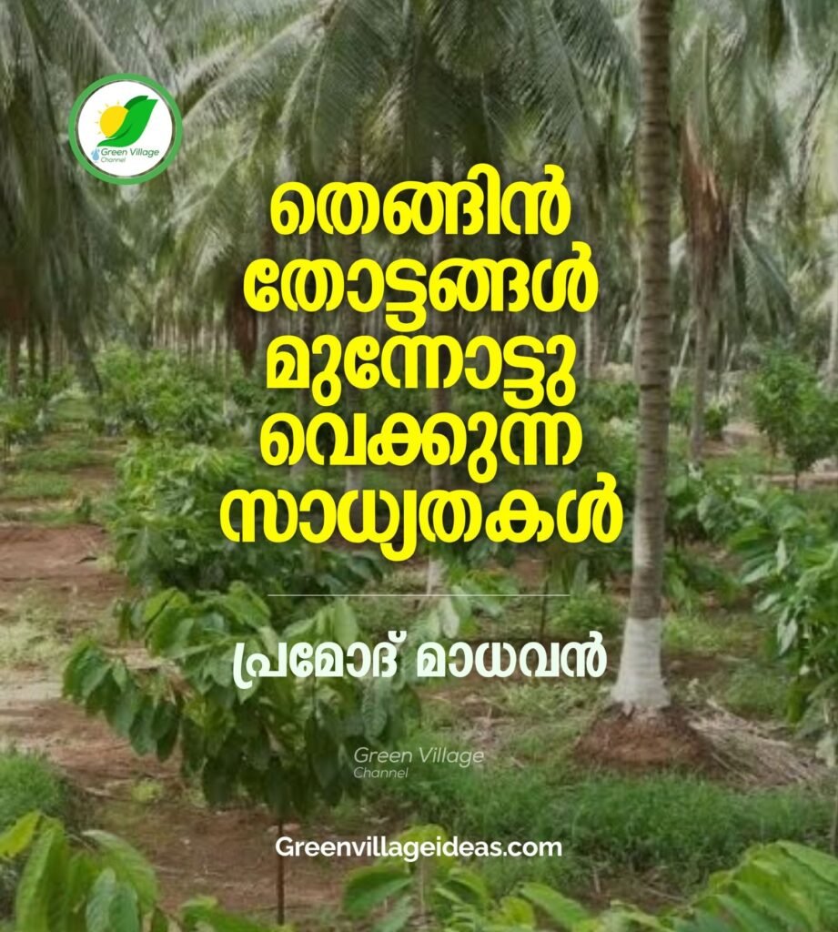 തെങ്ങിൻതടങ്ങൾ മുന്നോട്ട് വയ്ക്കുന്ന സാദ്ധ്യതകൾ: ഇടവിള കൃഷിയും ജലസംരക്ഷണവും | Intercropping in Coconut Basins 645974046 898341033043237 8226950010164067807 N 1 921x1024