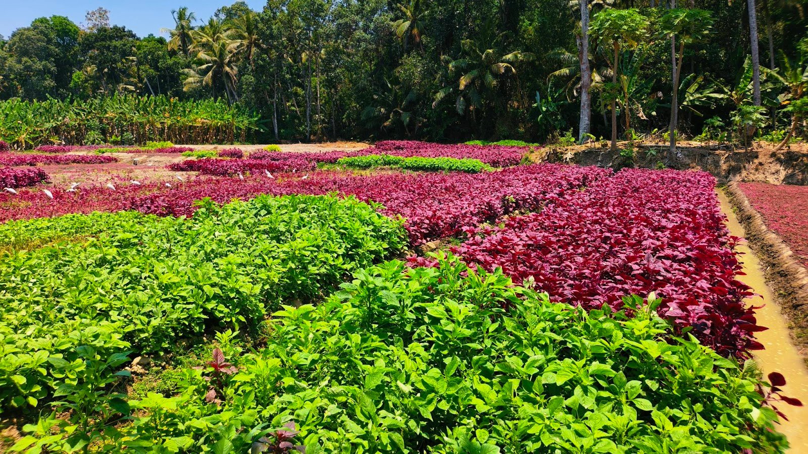 Manoharan Farm Visit 3