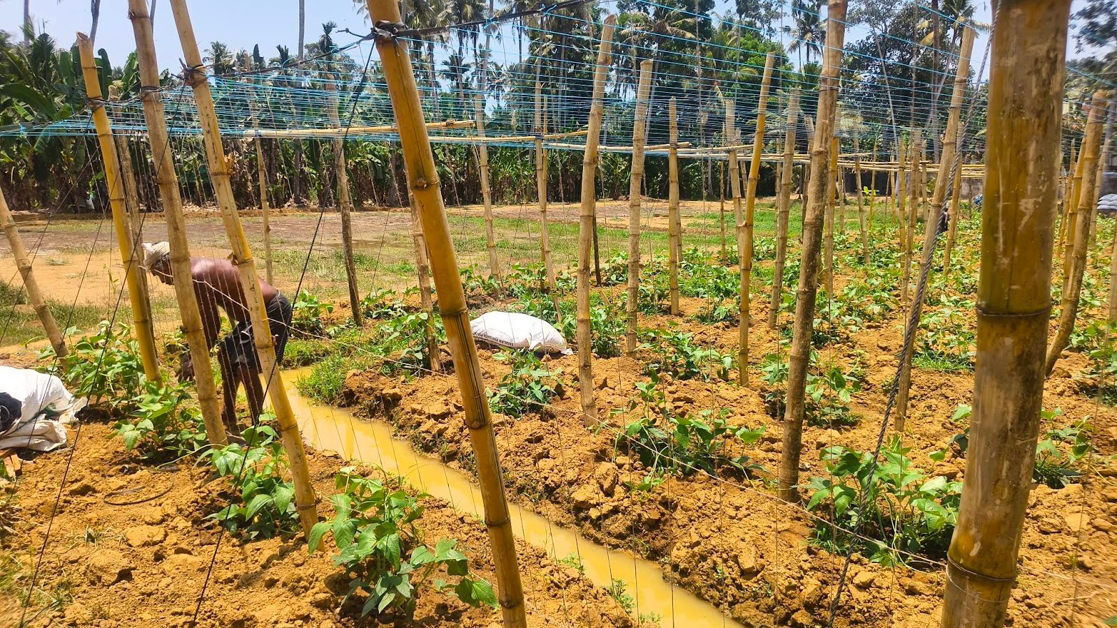 Sukumaran Nair Farm Visit 3