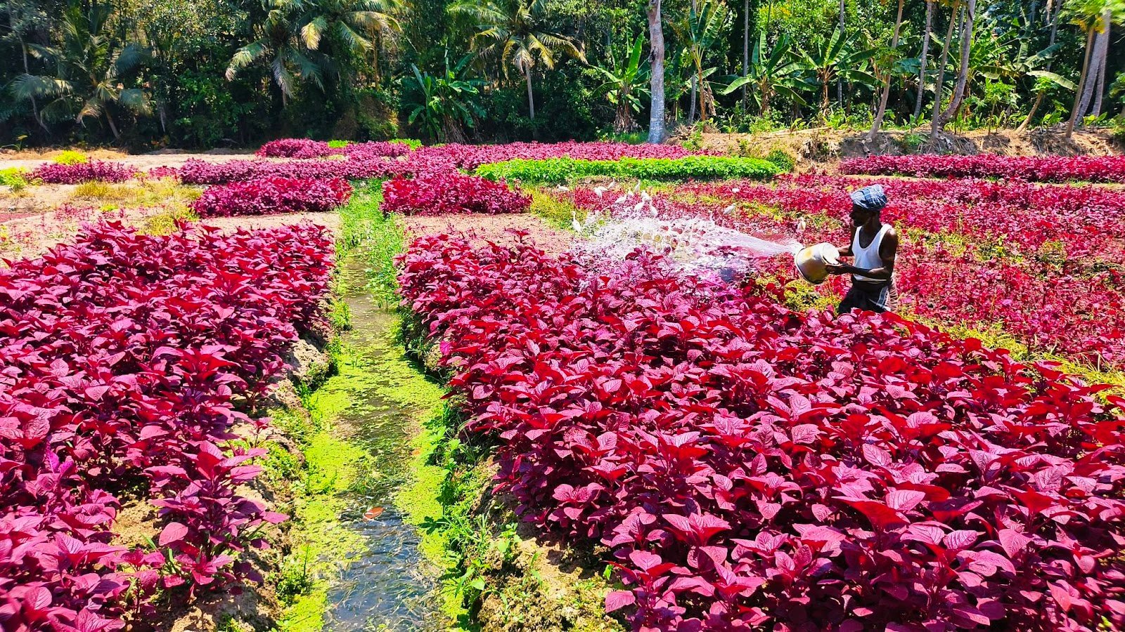 Manoharan Farm Visit 3