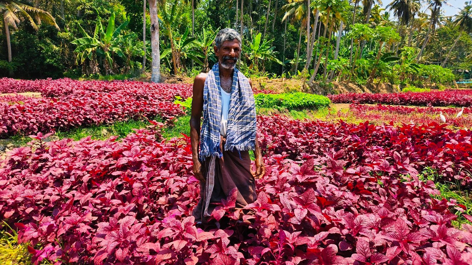 Manoharan Farm Visit 1